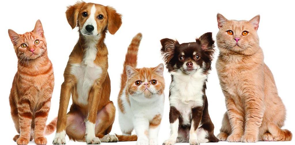 Доска объявлений о животных | ЗооТом - продажа, вязка и услуги для животных в Высоковске