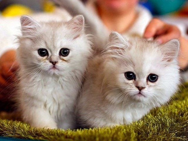 Породы кошек в Высоковске | ЗооТом портал о животных