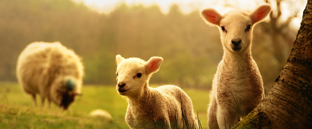 Объявления о сельскохозяйственных животных | ЗооТом - продажа, вязка и услуги для животных в Высоковске