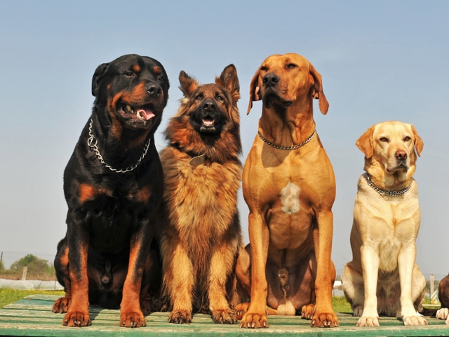 Крупные породы собак в Высоковске | ЗооТом портал о животных